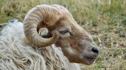 Schafe, Herde und Einzeltieraufnahmen 