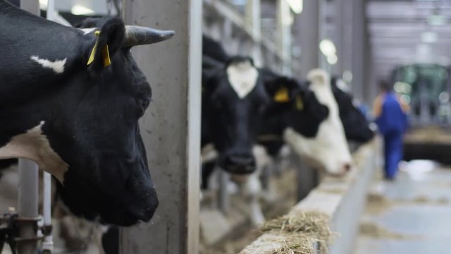 Black cow with points on neck chewing her food in white stall at modern farm nearby another pointed cows