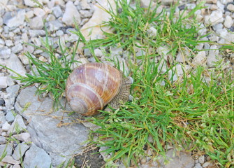 snail