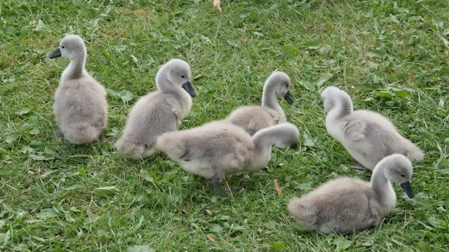 Brood of ducklings with a swan pinching green grass