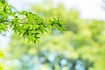水滴のついた新緑の葉