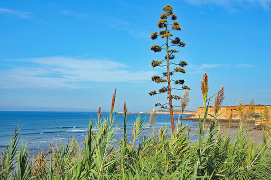 Bl&uuml;hende Agave an der Costa de la Luz