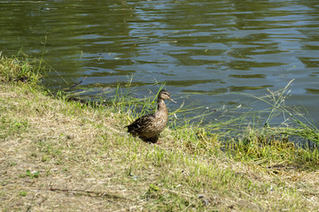 Beautiful duck near water.	