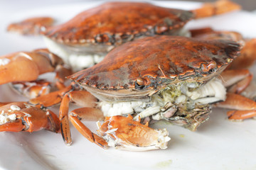broken part of boiled stone Crab body builder. Cheliped of the crab, prepared raw shell animal at homemade gourmet restaurant, food stylist menu backgrounds