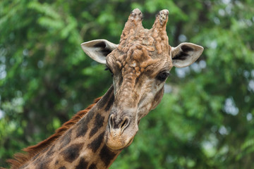 Giraffe