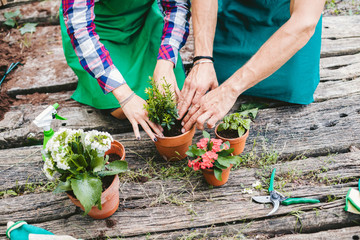 Young loving couple have fun planting flowers in vase on a wooden floor during spring day, they are...