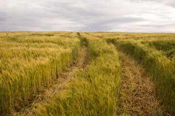 Meadow of wheat.