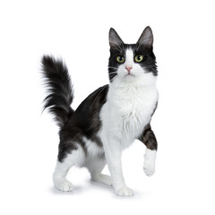 Funny black smoke with white Turkish Angora cat standing isolated on white background with tail in the air and one paw lifted