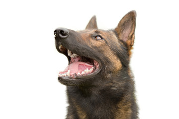 German shepherd portrait