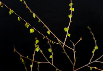 Small green leaves on the twigs.