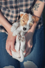 the girl holding a cute parson russel terrier puppy in her arms