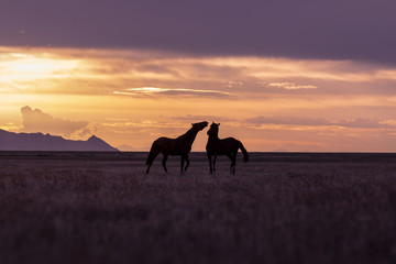 Fototapeta na wymiar Wild Horse Stallions in a Utah Desert Sunset