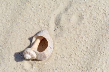 Fototapeta na wymiar Summer background. shell lying on the beach in the sand