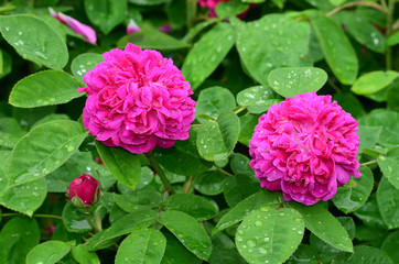 Damaszener Rose, rose de resht