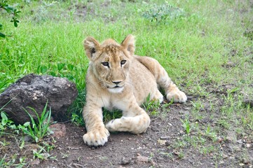 Lion Cub