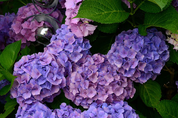 Hortensie, Hydrangea,