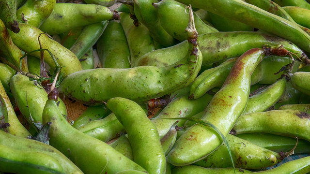Dicke Bohnen Puffbohnen Pferdebohnen Saubohnen Ackerbohnen Vicia faba L. Mercado dos Lavradores Funchal Portugal