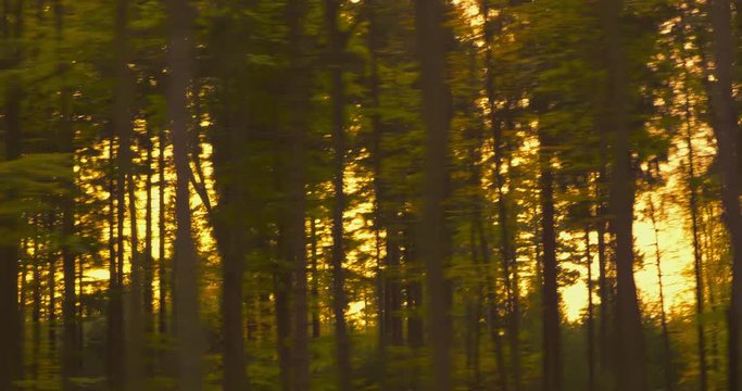Autumn Driving - Driving on a bumpy country road at sunset. POV shot from the side window of a car, hand-held camera - ProRes