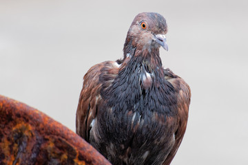 Portrait of a brown colored dove with orange iris and a disheveled plumage on its breast sitting on...