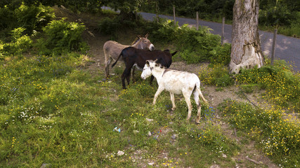 Aerial detail of three donkeys grazing and drinking. These animals are white, gray and black and look in front of them. These are excellent beasts of burden.