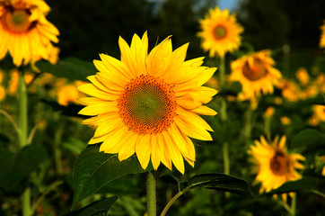 Obraz premium Sonnenblumen