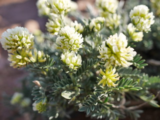 fleur sauvage blanche esterel