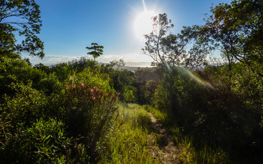 Obraz premium Sun shining over a hiking path in the Atlantic Forest - Florianopolis, Brazil
