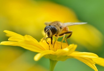 Insecte sur une fleur d'Anthémis