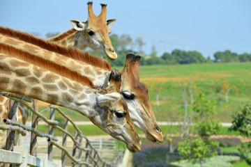 Giraffe head with tree backdrop.