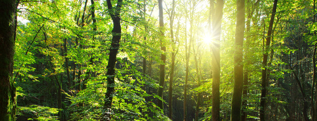 Summer forest with sun light.