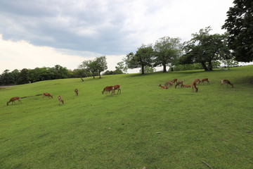 奈良公園　飛火野の芝生広場と鹿