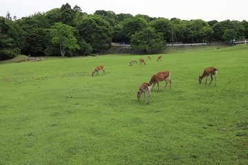 奈良公園　飛火野の芝生広場と鹿