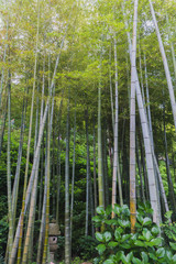 Fototapeta na wymiar Bamboo forest in Japan