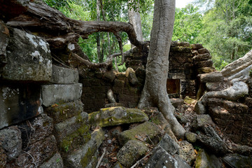 CAMBODIA SIEM REAP ANGKOR TA PROHM TEMPLE