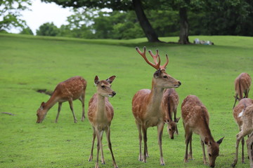 Fototapeta premium 奈良公園 飛火野の芝生広場と鹿