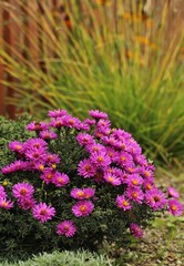Blooming aster in a garden
