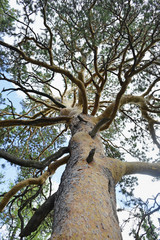 View from the bottom up on a high pine.
