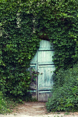Fototapeta na wymiar A vintage door with padlock is ivy covered.