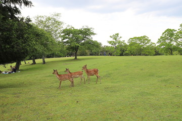 奈良公園　飛火野の芝生広場と鹿