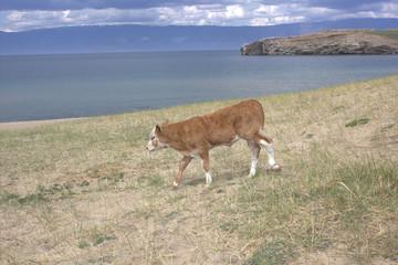 Naklejka na ściany i meble calf on a meadow