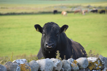 Islay Bull