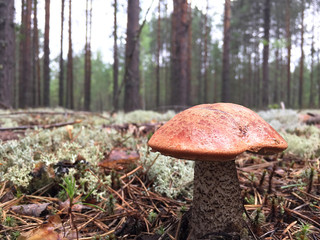 White mushrooms in the forest