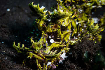 Detail of Weedy Scorpionfish on Black Sand