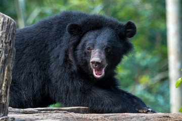 Fototapeta premium Laos - Luang Prabang - Tat Kuang Si - Bären Rettungsstation (Bear Rescue Centre)