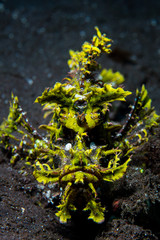 Amazing Weedy Scorpionfish in Alor, Indonesia
