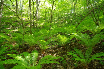 新緑の森