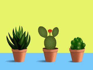 3d set of 3 succulents in round pots. Indoor plants with blooming opuntia in the center on blue table and yellow background.