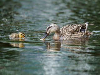 カルガモのお母さんと赤ちゃん