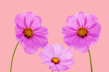 cosmos flower and color background
