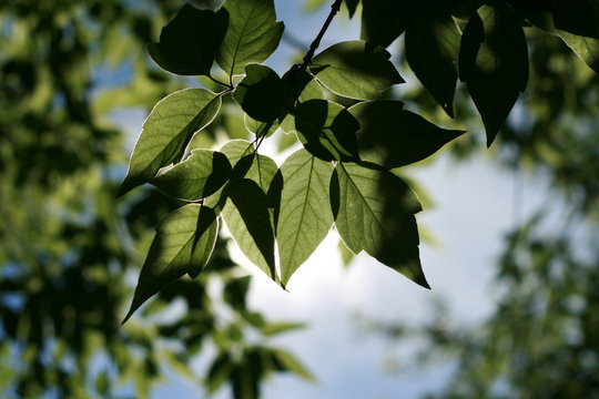 Branch with leaves on the background of the sky and trees. The sun shines through the leaves. Counter light.